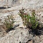 Hypericum ericoides Habit