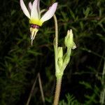 Primula clevelandii Vekstform