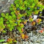 Empetrum nigrum Fruit