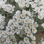 Achillea umbellata Blodyn