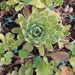 Saxifraga hostii Likasa