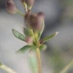 Galium pseudohelveticum 葉