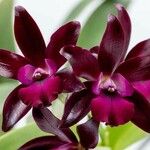 Cattleya tigrina