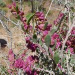Grayia spinosa Hábito