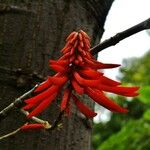 Erythrina rubrinervia Flor