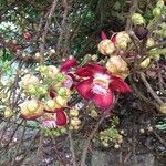 Couroupita guianensis Flower