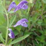 Scutellaria integrifolia Цвят