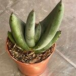 Aloe petricola Hostoa