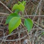 Jasminum malabaricum Ліст