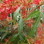 Ceratopetalum gummiferum Hoja