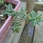 Sedum pachyphyllumFlower