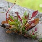 Rumex acetosella Leaf