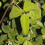 Desmodium cajanifolium Leaf