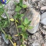 Lysimachia foemina Likasa