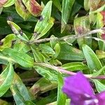 Penstemon barbatus Leaf