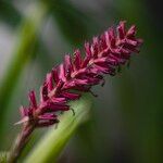 Aechmea gamosepalaFlower