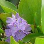 Pontederia crassipes Цвят