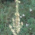 Verbascum nigrum 花