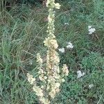 Verbascum nigrumFlower