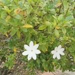 Gardenia taitensis Blüte