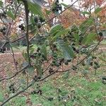 Alnus formosana Other