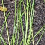 Cyperus luzulae Фрукт