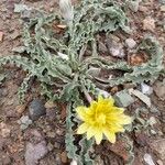 Tragopogon collinusFlor