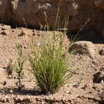 Eragrostis elongata ശീലം