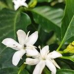 Coffea arabicaBloem