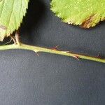 Rubus winteri Schors