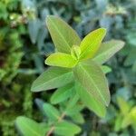 Hypericum patulum Folla