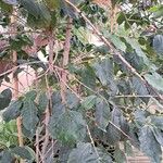 Coffea canephora Rinde