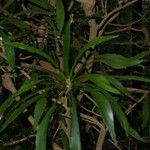 Phyllanthus arbuscula Vekstform