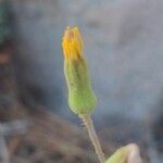 Sonchus tenerrimus Flower