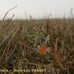 Atriplex pedunculata Habitatea