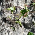 Thalictrum macrocarpum Virág