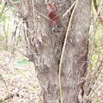 Xylosma ciliatifolium Bark