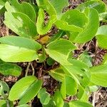 Ipomoea pes-caprae Leaf