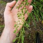 Hypericum perfoliatum Лист