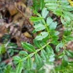 Weinmannia tinctoria Leaf