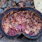 Sterculia foetida Fruit