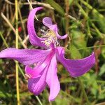 Calopogon tuberosus 花