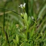 Stellaria crassifolia आदत