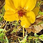 Zinnia grandiflora Flor