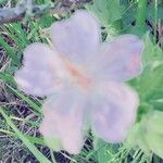 Geranium viscosissimum Flower
