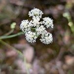 Seseli montanum Flower