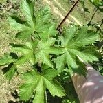 Acer glabrum Leaf