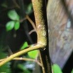 Casearia decandra Corteza