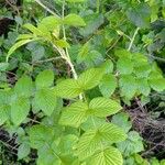 Rubus niveus برگ