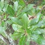 Cordia americana Leaf